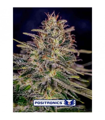 POSITRONICS LEMON TRIP 5UDS