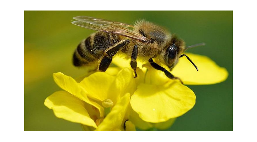 Ayudemos a las abejas sembrando las siguientes plantas en nuestro jardín