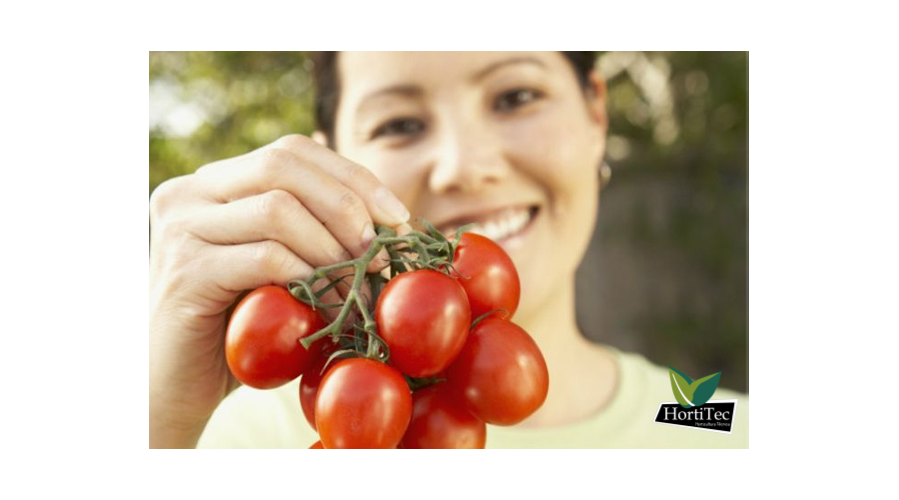 Los 5 vegetales más fáciles de cultivar en tu casa y qué beneficios te pueden traer