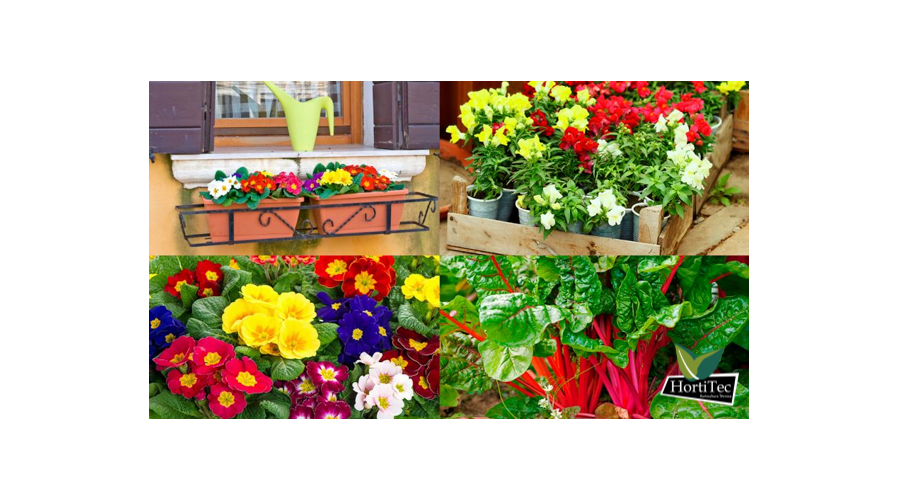 5 plantas de invierno para el balcón