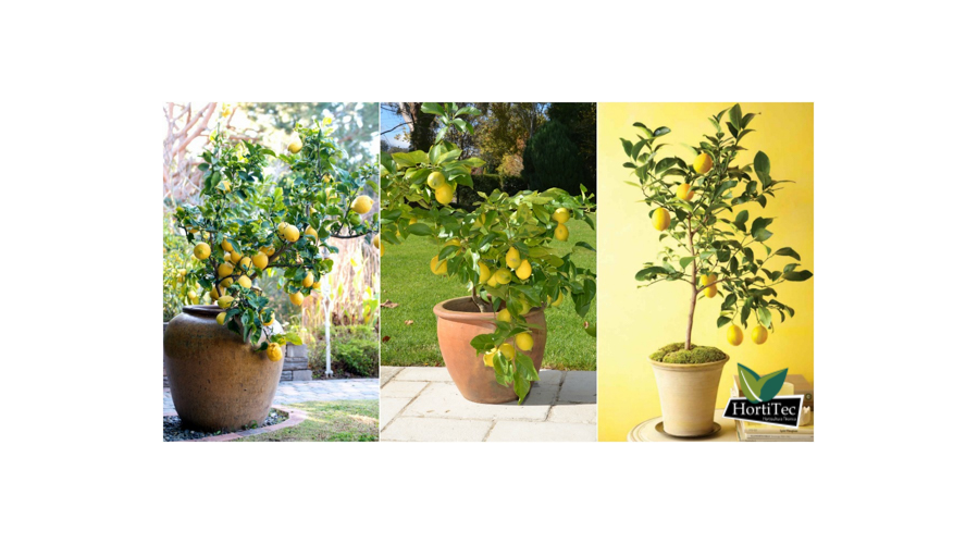 Cómo cultivar un limonero en maceta