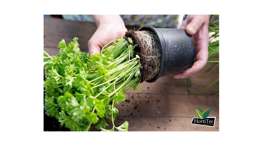 Propaga por división las aromáticas del supermercado