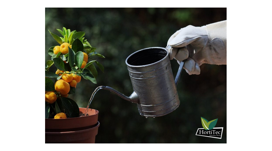 ¿Con qué frecuencia regar las plantas en macetas?