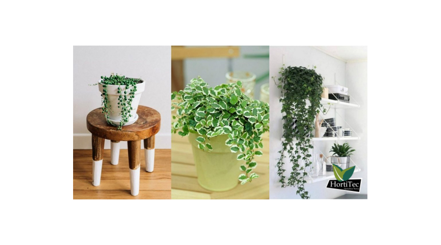 11 trepadoras de interior